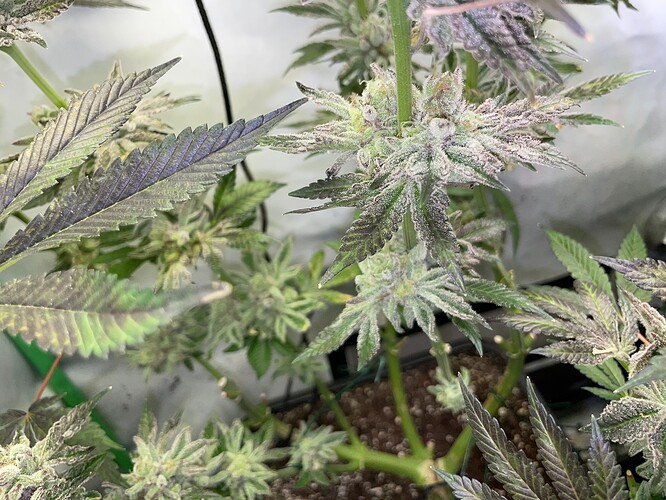 Growreport Bild 6