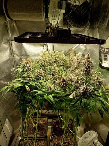 Growreport Bild 6