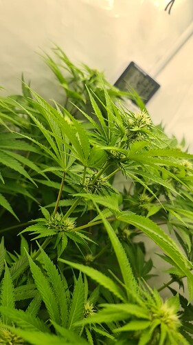 Growreport Bild 3