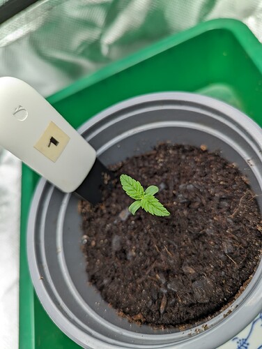 Growreport Bild 2