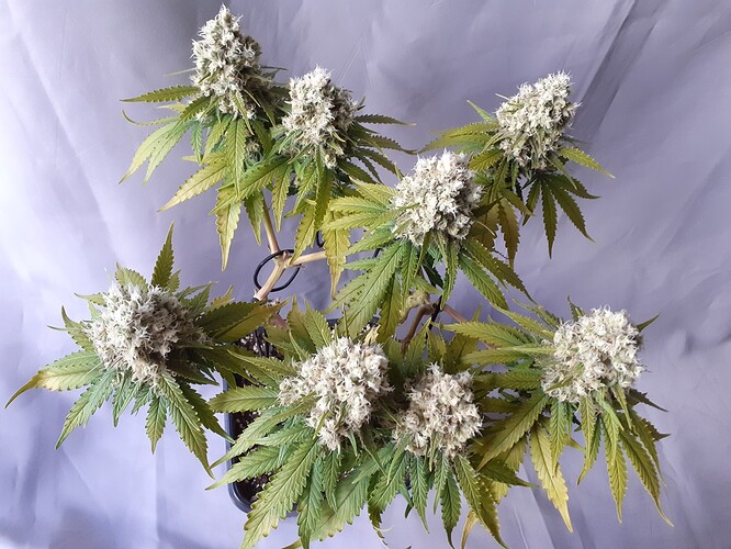 Growreport Bild 187