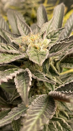 Growreport Bild 9