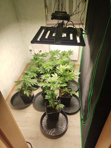 Growreport Bild 4