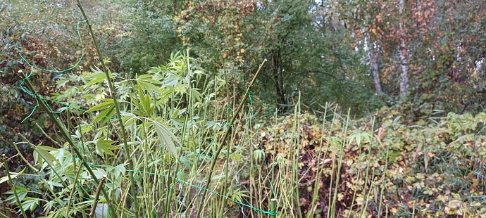 Growreport Bild 7