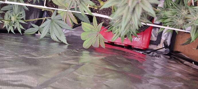 Growreport Bild 14