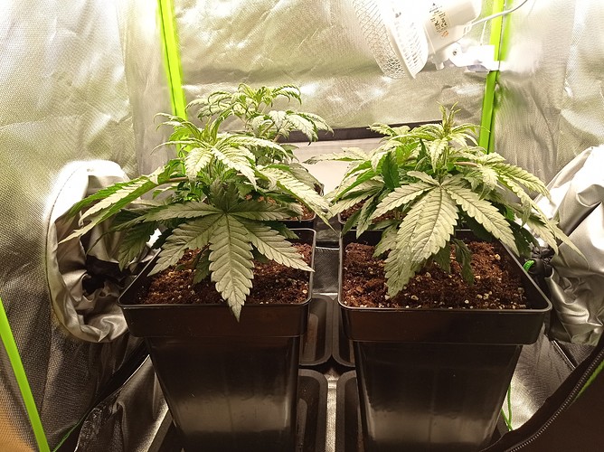 Growreport Bild 1