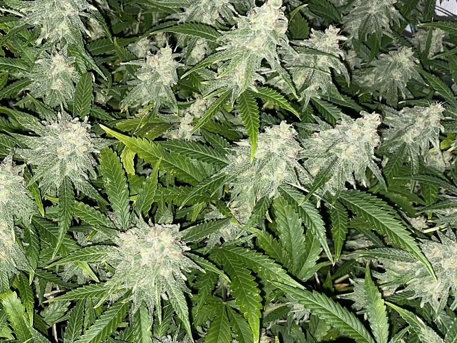 Growreport Bild 8
