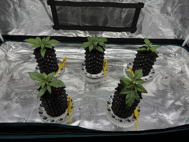 Growreport Bild 114