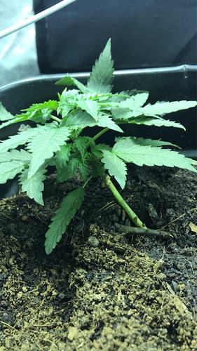 Growreport Bild 3