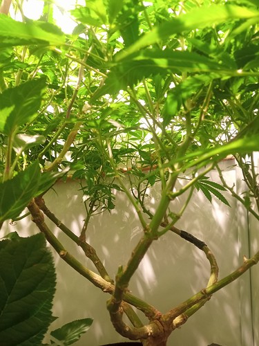 Growreport Bild 56