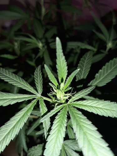 Growreport Bild 6