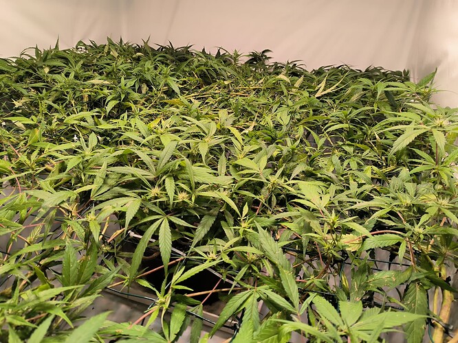 Growreport Bild 2