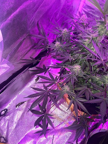 Growreport Bild 3