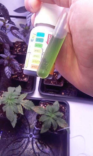 Growreport Bild 1