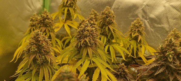 Growreport Bild 2