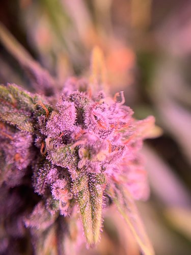 Growreport Bild 28