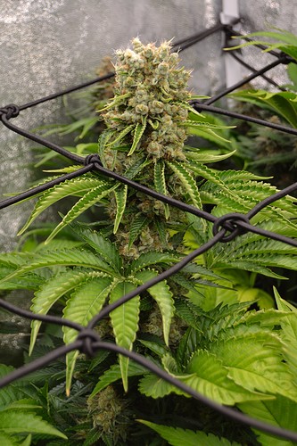 Growreport Bild 5