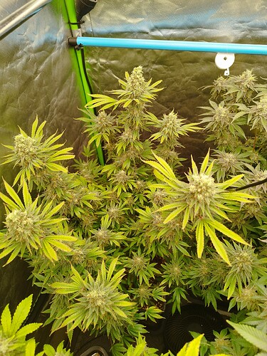 Growreport Bild 2
