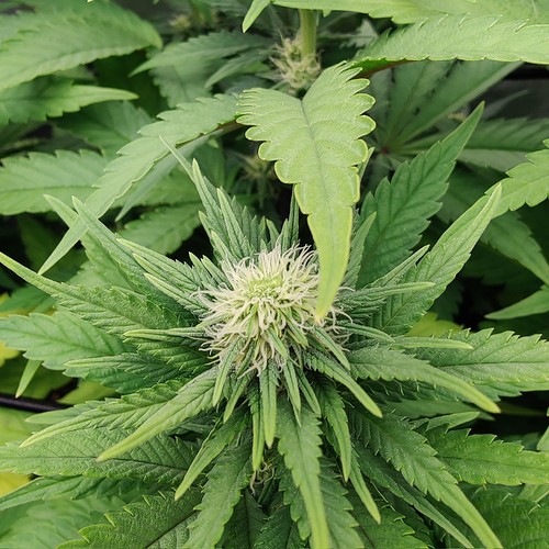 Growreport Bild 10
