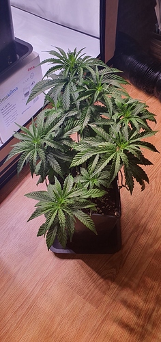 Growreport Bild 7