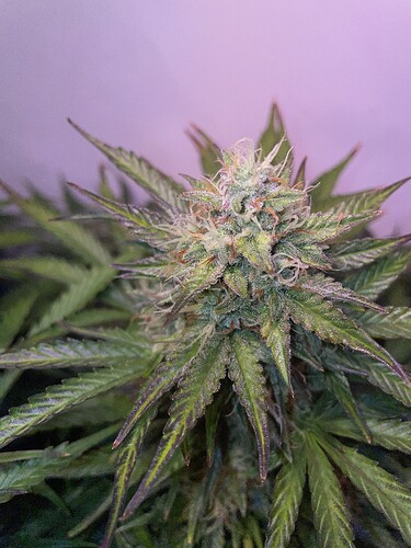 Growreport Bild 1