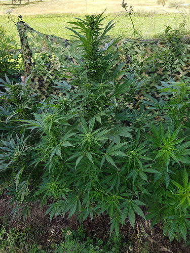 Growreport Bild 2