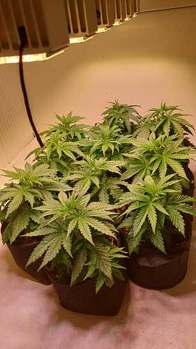 Growreport Bild 11