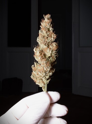 Growreport Bild 3