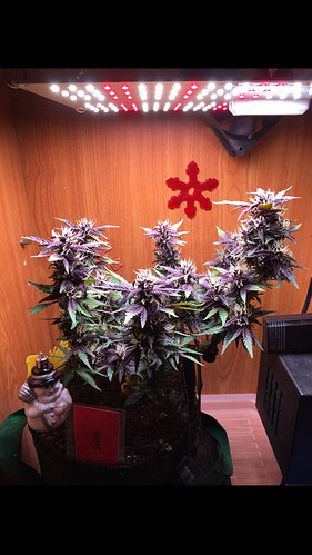 Growreport Bild 3