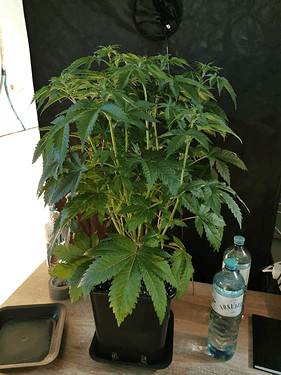 Growreport Bild 4