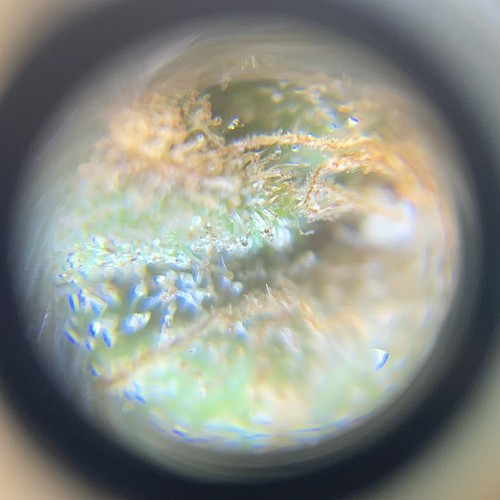 Growreport Bild 2