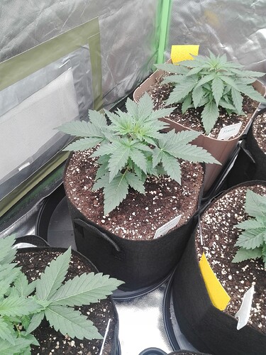 Growreport Bild 9