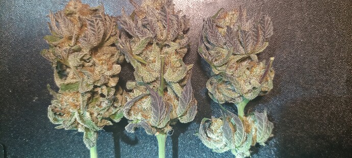 Growreport Bild 24