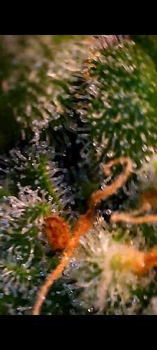 Growreport Bild 36