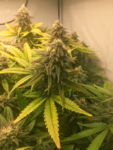 Growreport Bild 3