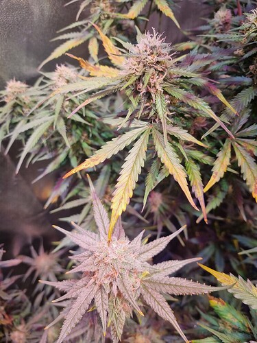 Growreport Bild 64