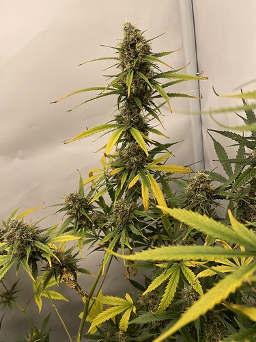 Growreport Bild 9