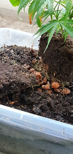 Growreport Bild 19