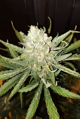 Growreport Bild 16