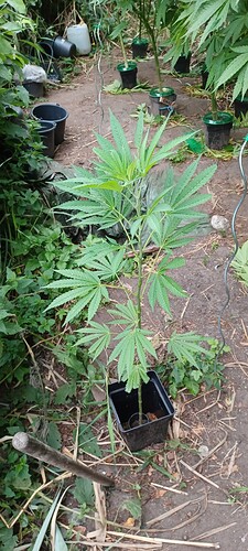 Growreport Bild 18