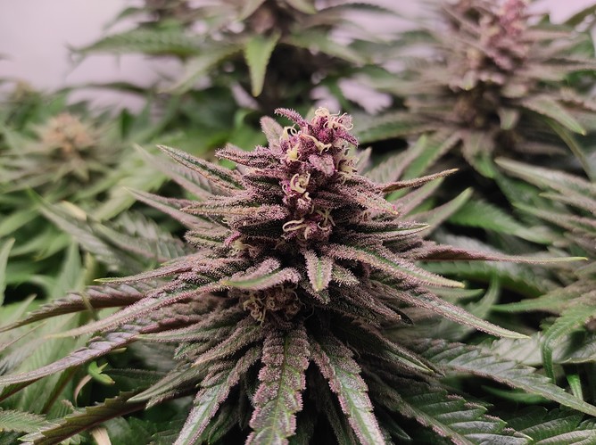 Growreport Bild 5