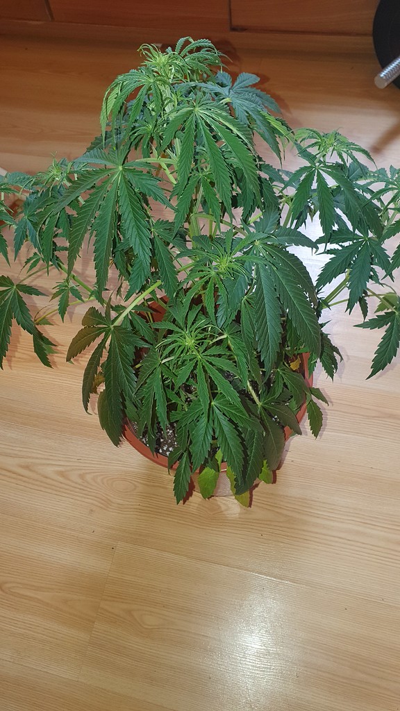 Pflanze lässt Blätter hängen GrowProbleme Forum