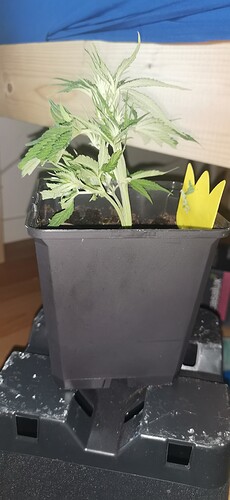 Growreport Bild 26