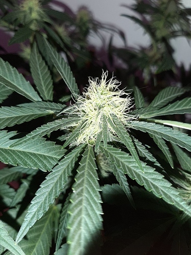Growreport Bild 9