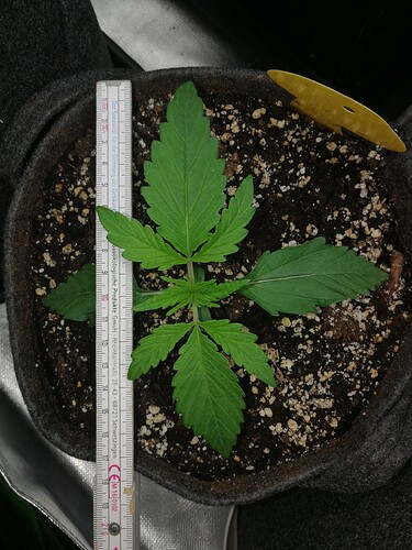 Growreport Bild 174