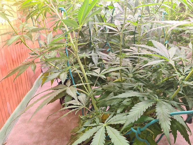 Growreport Bild 19