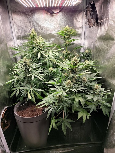 Growreport Bild 5