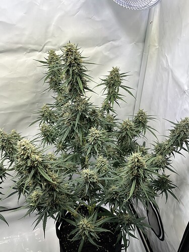 Growreport Bild 13