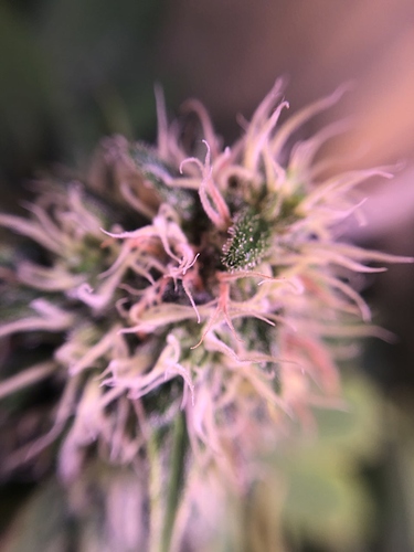 Growreport Bild 10