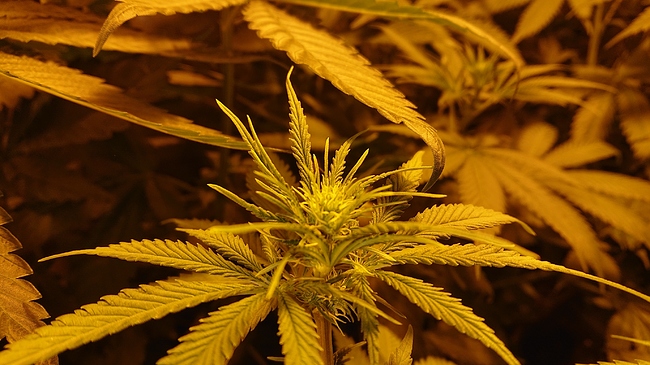 Growreport Bild 8